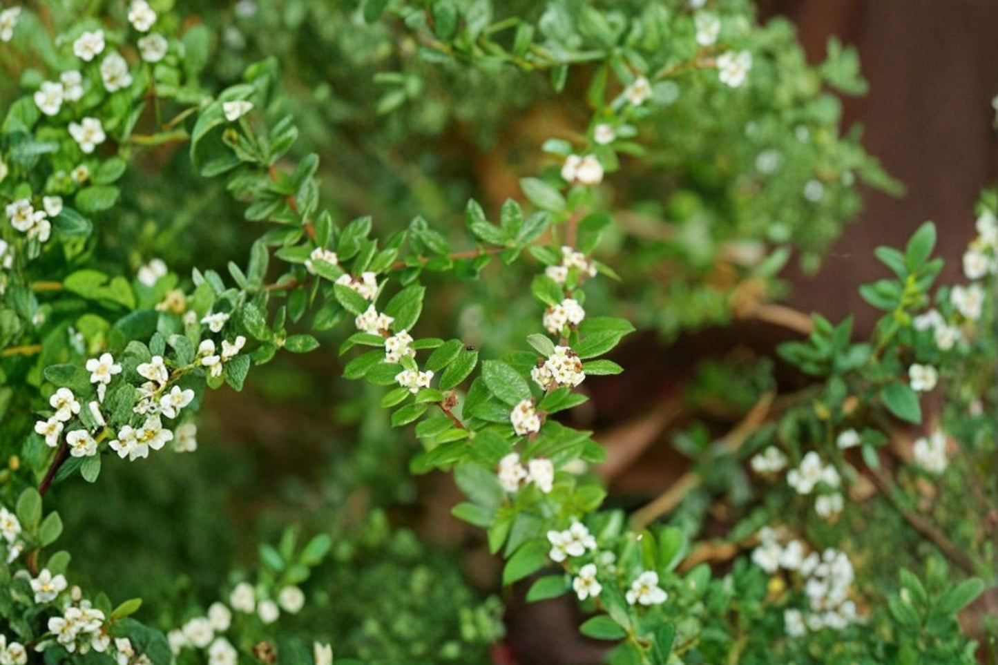 Nashia inaguensis Live Plant, Moujean Tea Herb, 4 Inch Pot, Rare Fragrant Evergreen, Caribbean Herb Plant