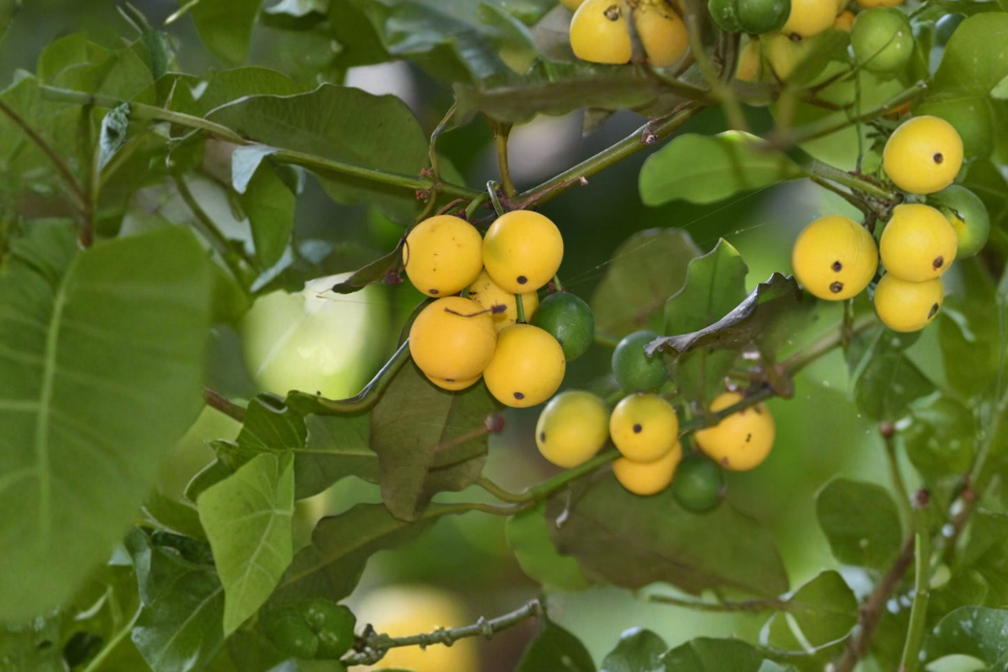 Lemon Drop Mangosteen Live Plant, Garcinia intermedia, 4 Inch Pot, Tropical Fruit Tree, Rare Garcinia Plant