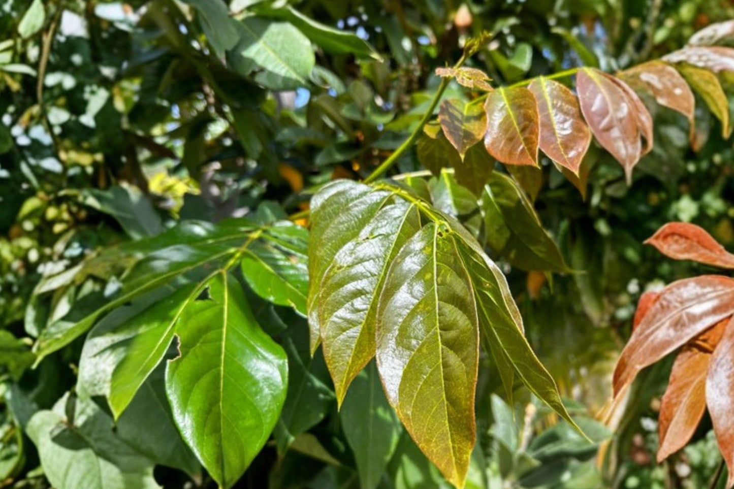 Ice Cream Bean Tree Live Plant, Inga edulis, 4 Inch Pot, Fast Growing Tropical Fruit Tree, Rare Edible Plant