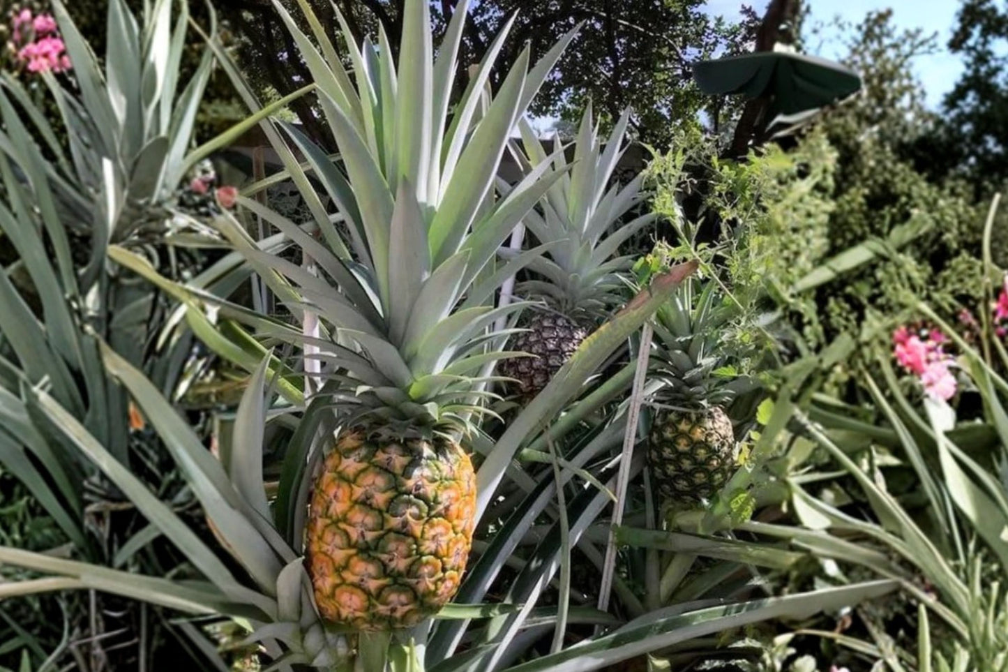 Sugarloaf Pineapple Live Plant, Ananas comosus 'Sugarloaf', 4 Inch Pot, Sweet Tropical Fruit Plant, White Flesh
