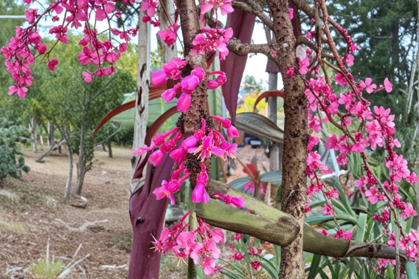 Medinilla 'Gregori Hambali' Live Plant, 4 Inch Pot, Rare Tropical Houseplant, Pink Blooms, Collector Plant