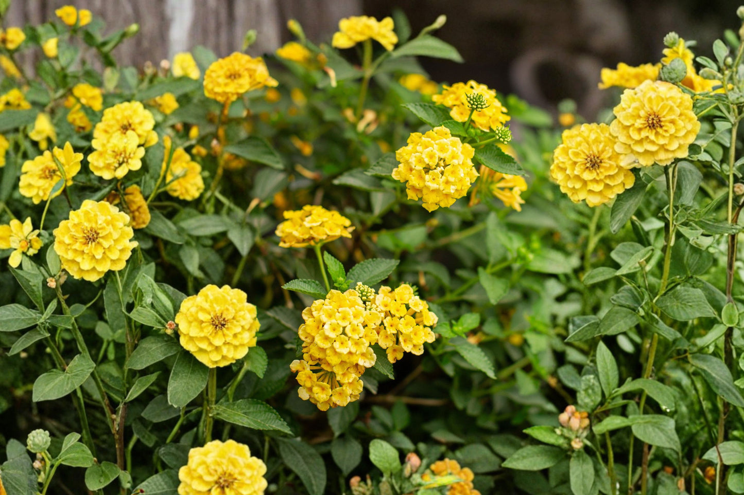 Chapel Hill Yellow Lantana Live Plant, Lantana camara 'Chapel Hill Yellow', 4.5 Inch Pot, Pollinator Plant, Heat Tolerant