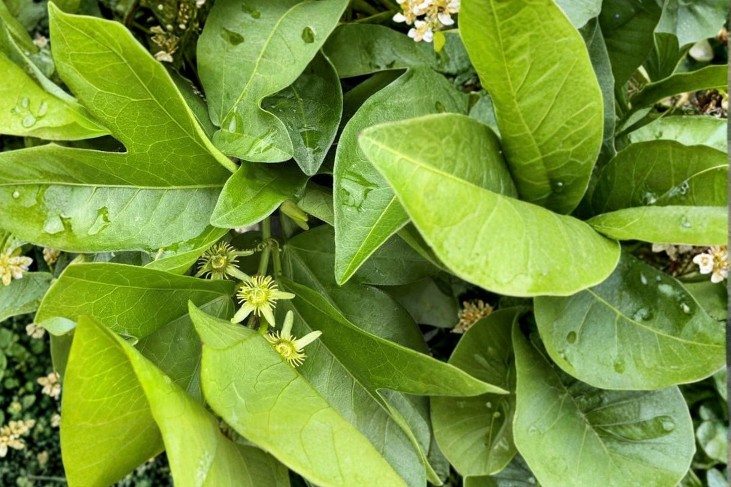 Corkystem Passionflower Live Plug, Passiflora suberosa, 2 Inch Plug, Native Butterfly Host Vine, Fast Growing Passion Vine