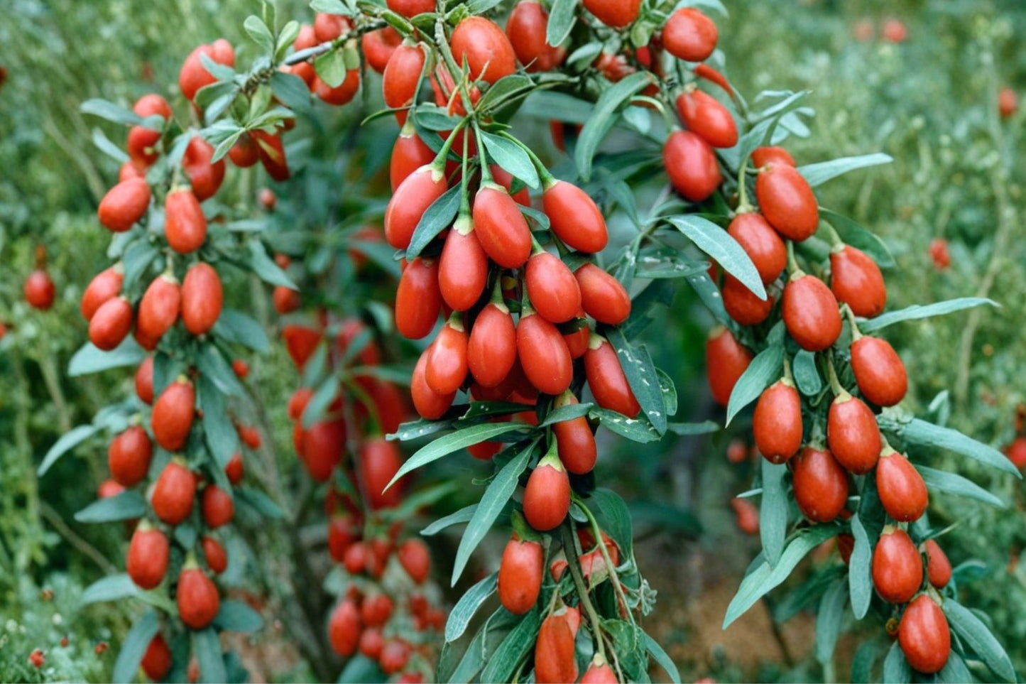 Goji Berry Live Plug, Lycium barbarum, 2 Inch Plug, Edible Superfruit Shrub, Hardy Berry Plant, Wolfberry