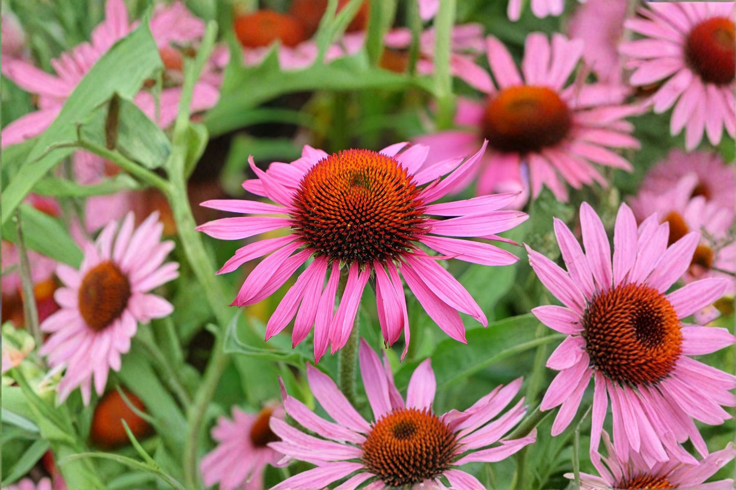 Ruby Star Coneflower Live Plug, Echinacea purpurea 'Rubinstern', 2 Inch Plug, Pollinator Perennial, Purple Coneflower