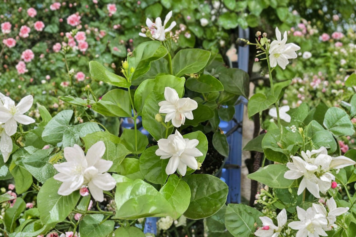Arabian Jasmine 'Mysore Mulli' Live Plant, Jasminum sambac 'Mysore Mulli', 4 Inch Pot, Fragrant White Blooms