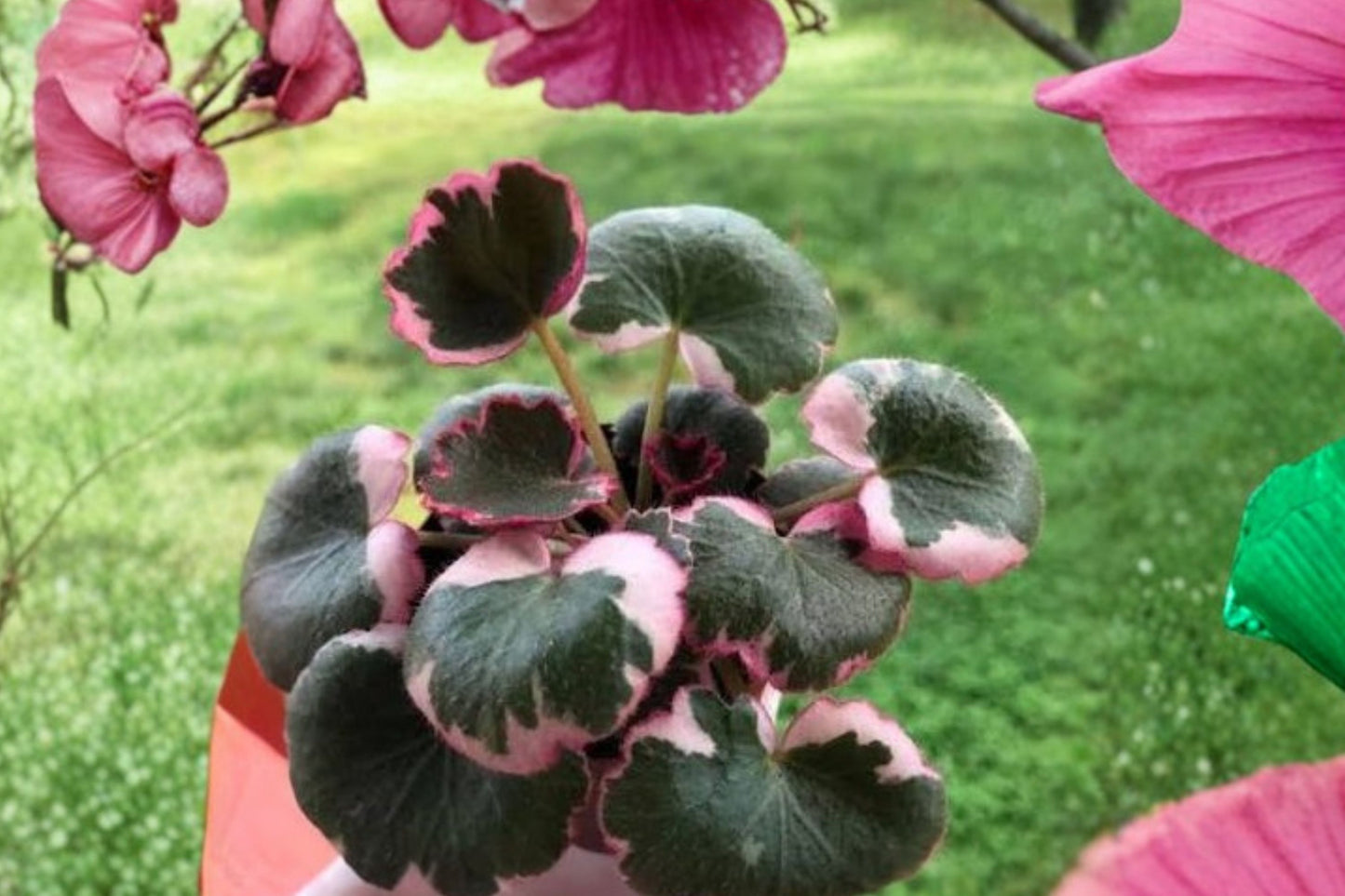 Variegated Strawberry Begonia Live Plant, Saxifraga stolonifera 'Tricolor', 4.5 Inch Pot, Rare Trailing Houseplant