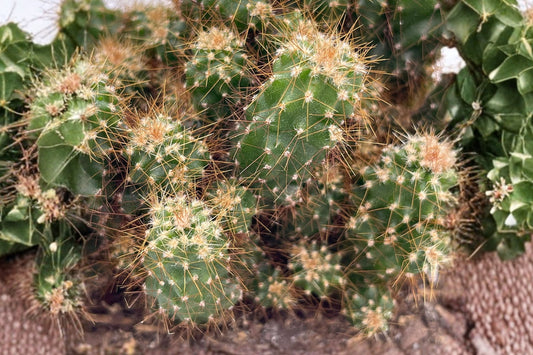 Crested Peruvian Apple Cactus Live Plant, Cereus repandus f. cristata, 4 Inch Pot, Rare Crested Cactus, Collector Plant