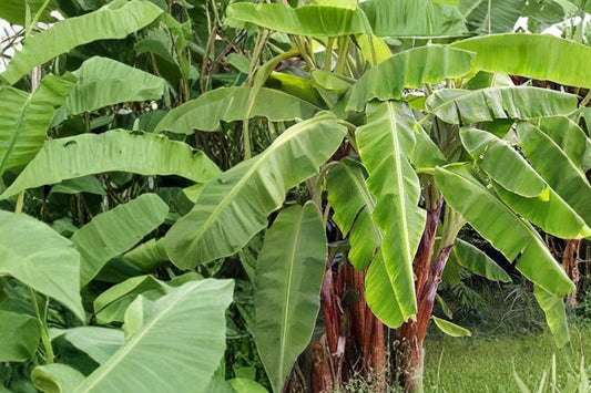 Musa basjoo Banana Tree Live Plant, 4.5 Inch Pot, Cold Hardy Banana, Fast Growing Tropical Foliage Plant