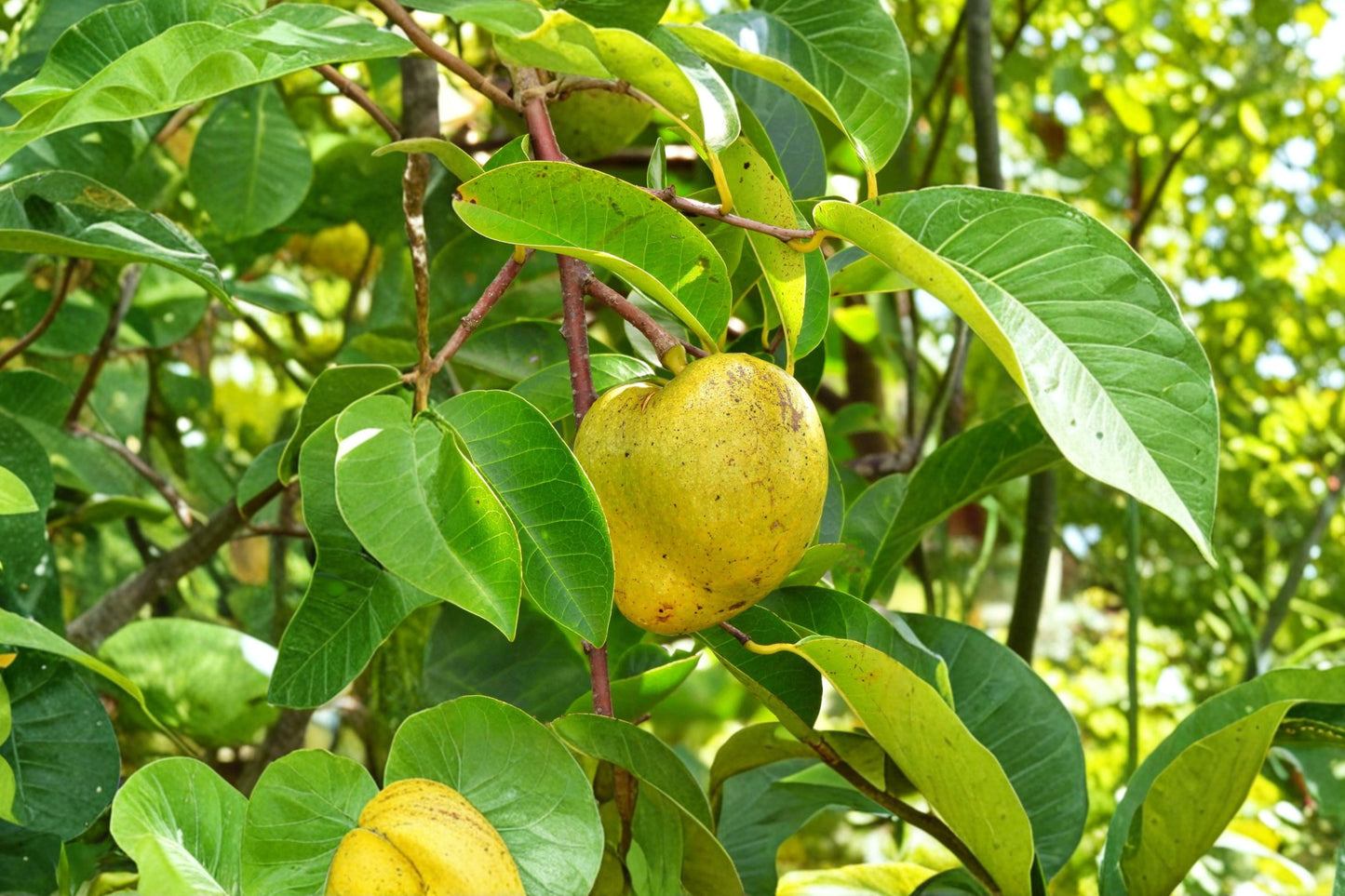 Pond Apple Tree Live Plant, Annona glabra, 4 Inch Pot, Native Wetland Fruit Tree, Tropical Pond Plant, Wildlife Tree