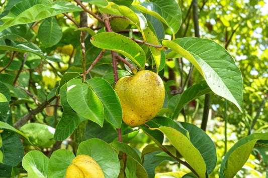 Pond Apple Tree Live Plant, Annona glabra, 4 Inch Pot, Native Wetland Fruit Tree, Tropical Pond Plant, Wildlife Tree