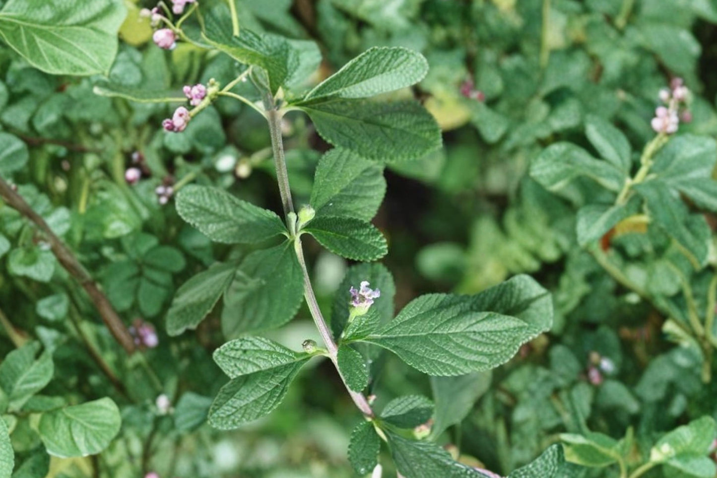 Lippia alba Live Plant, Aromatic Bush Mint, 4 Inch Pot, Fragrant Medicinal Herb, Tropical Herb Garden Plant