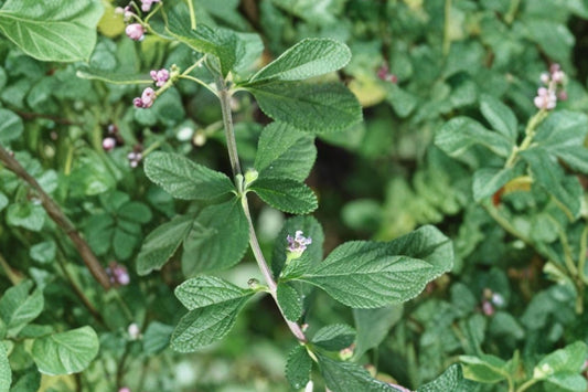 Lippia alba Live Plant, Aromatic Bush Mint, 4 Inch Pot, Fragrant Medicinal Herb, Tropical Herb Garden Plant