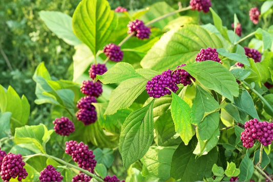 American Beautyberry Live Plant, Callicarpa americana, 4 Inch Pot, Native Berry Shrub, Pollinator Friendly Landscape Plant