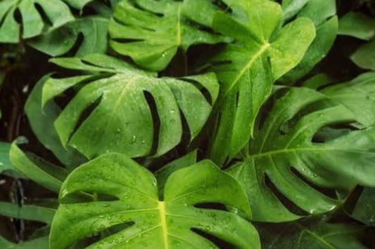 Monstera deliciosa Live Plant, Swiss Cheese Plant, 4 Inch Pot, Tropical Houseplant, Split Leaf Monstera, Rooted Plant