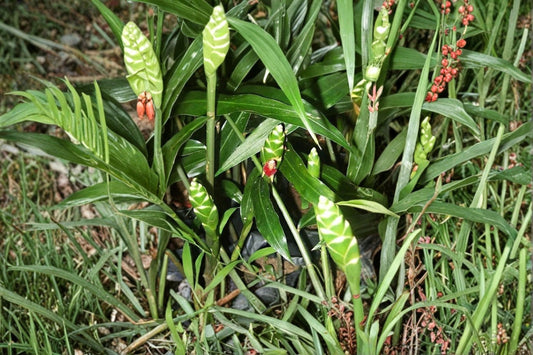 Edible Ginger Plant Plug, Zingiber officinale, Live Culinary Ginger Starter, Rooted Plug Plant, Herb Garden Favorite