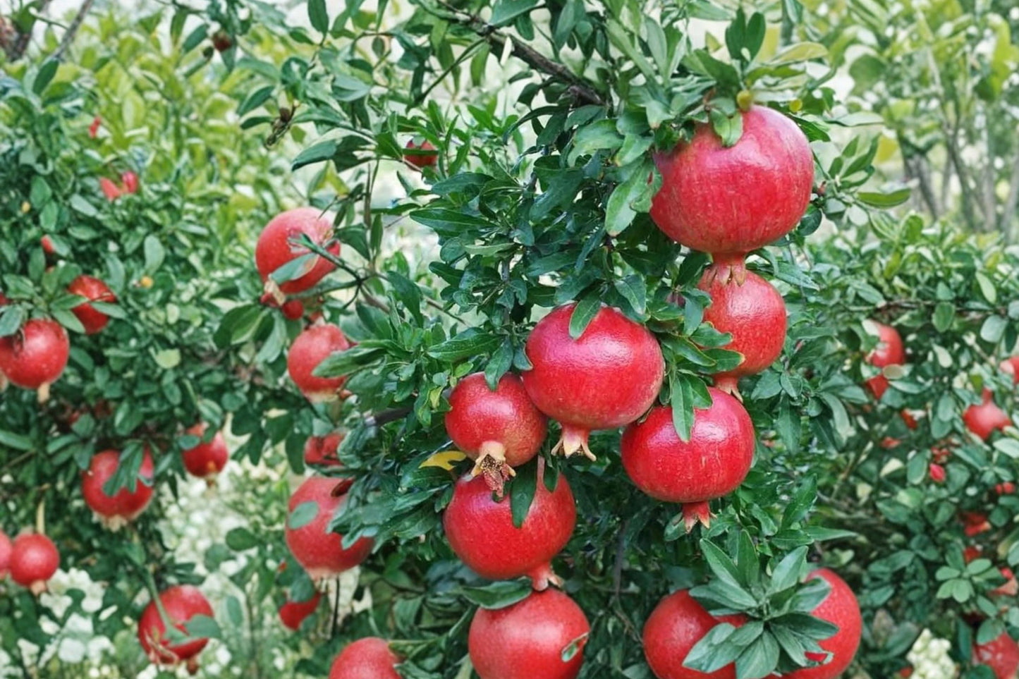 Dwarf Pomegranate 'Nana' Live Plant, Punica granatum 'Nana', 4 Inch Pot, Miniature Fruiting Shrub, Ornamental Edible