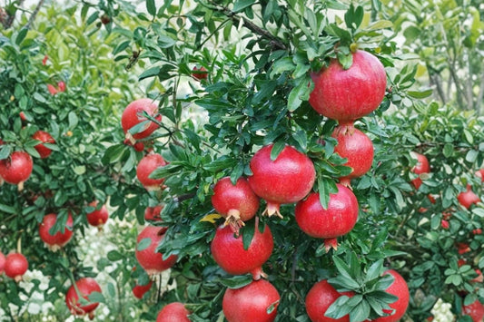 Dwarf Pomegranate 'Nana' Live Plant, Punica granatum 'Nana', 4 Inch Pot, Miniature Fruiting Shrub, Ornamental Edible