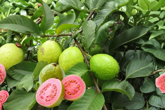 Pink Pear Guava Tree Live Plant, Psidium guajava, 4.5 Inch Pot, Sweet Tropical Fruit Tree, Pear-Shaped Guava