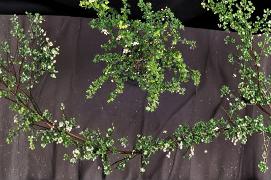 Singapore Holly Bonsai Live Plant, Malpighia coccigera, 4 Inch Pot, Dwarf Tropical Shrub, Miniature Bonsai Plant
