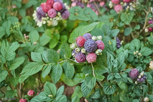 Mysore Raspberry Live Plug, Rubus niveus, Rooted Liner, Tropical Raspberry Plant, Edible Berry Plant, Starter Plant
