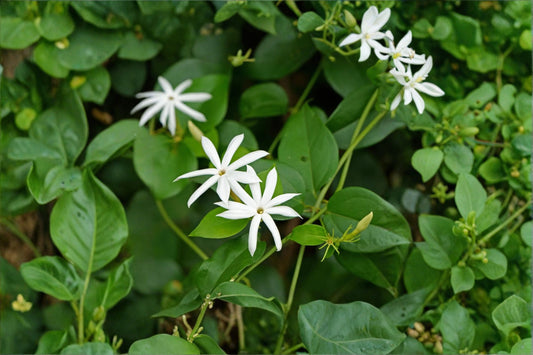 Downy Jasmine Live Plant, Jasminum multiflorum, 4 Inch Pot, Evergreen Shrub, Fragrant White Blooms, Fast Growing Hedge