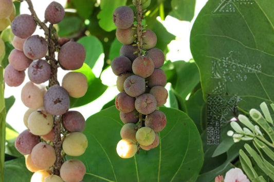 Sea Grape Live Plant, Coccoloba uvifera, 4.5 Inch Pot, Tropical Coastal Fruit Tree, Edible Ornamental, Native Tree