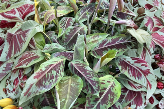 Musa 'Sumatrana X' Live Plant, 4.5 Inch Pot, Rare Red Leaf Hybrid Banana, Tropical Ornamental Banana Plant