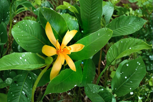 Magnolia Champaca Live Plant, Magnolia champaca, 4 Inch Pot, Joy Perfume Tree, Fragrant Tropical Flowering Tree
