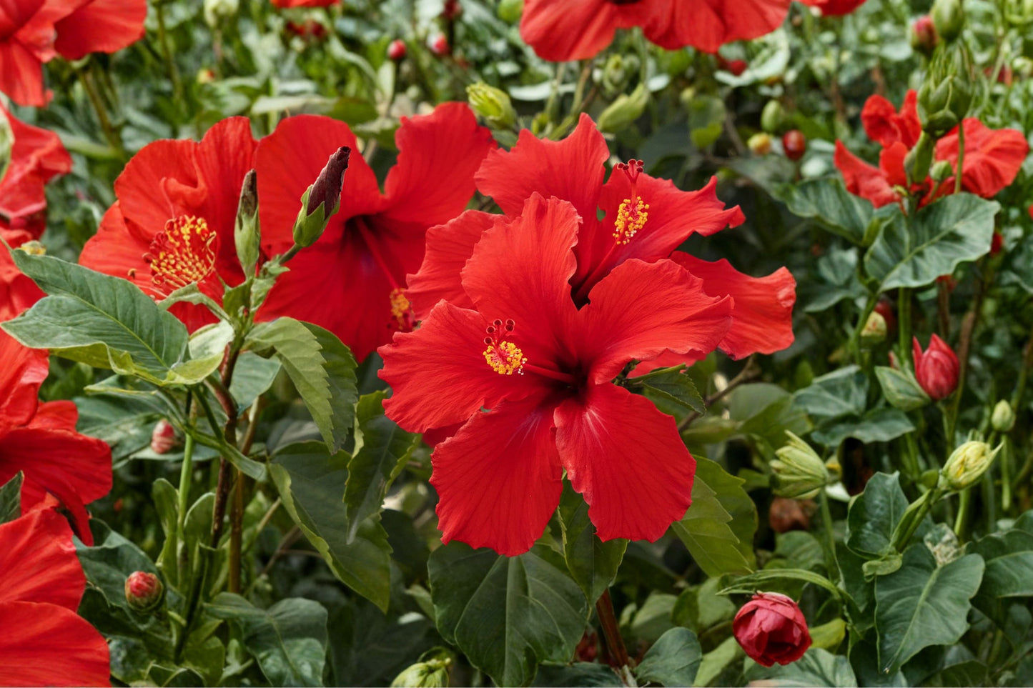 Brilliant Red Hibiscus Live Plant, Hibiscus rosa-sinensis, 4 Inch Pot, Tropical Flowering Shrub, Red Hibiscus Plant