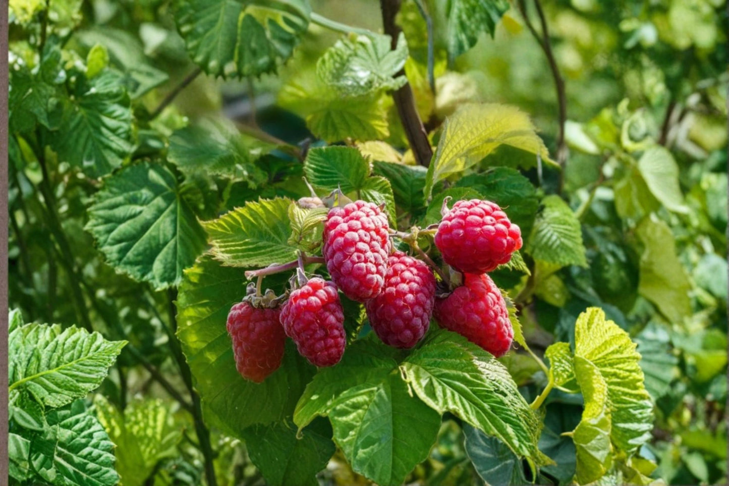 Caroline Raspberry Live Plant, Rubus idaeus 'Caroline', Rooted Liner, Everbearing Raspberry, Sweet High-Yield Berry Plant