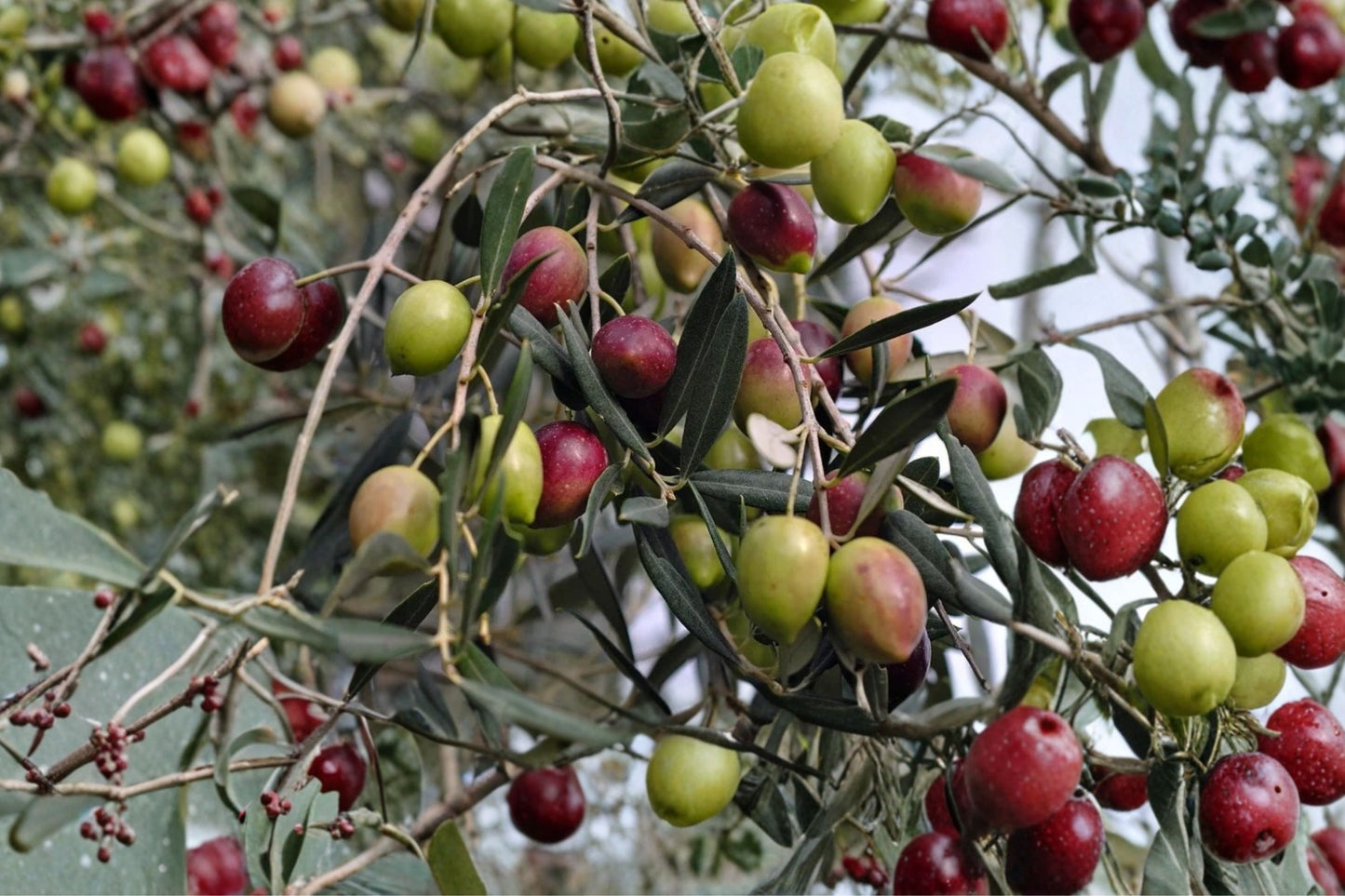 Arbequina Olive Tree Live Plant, Olea europaea 'Arbequina', 4.5 Inch Pot, Self-Fertile, Cold Hardy Olive Tree