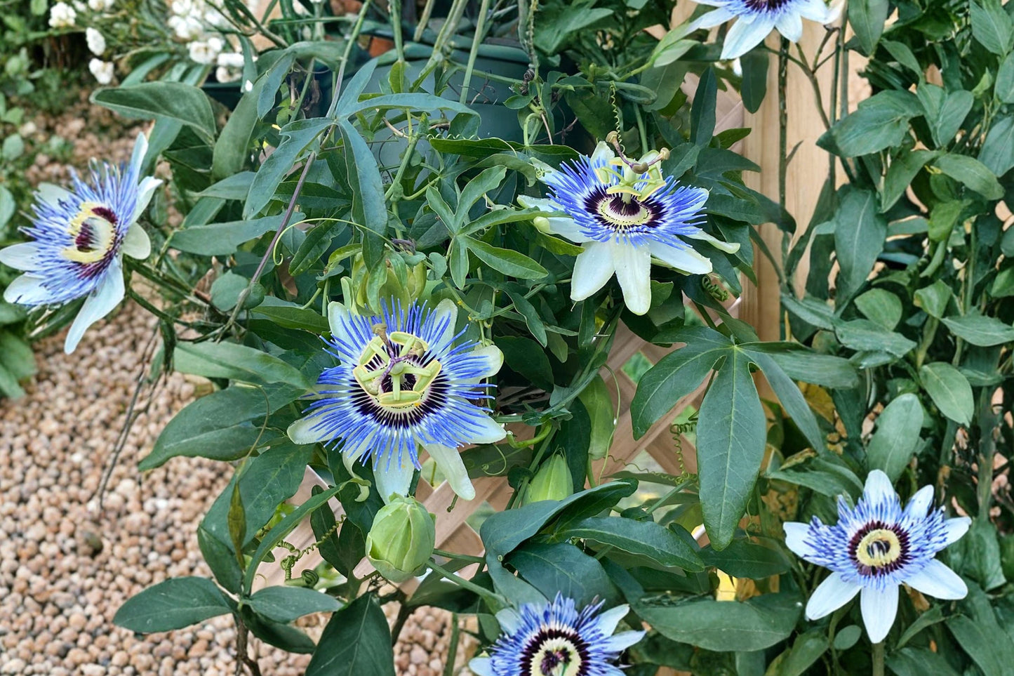 Blue Passionflower Live Plant, Passiflora caerulea, 4 Inch Pot, Hardy Passion Vine, Butterfly Host Plant, Exotic Climber