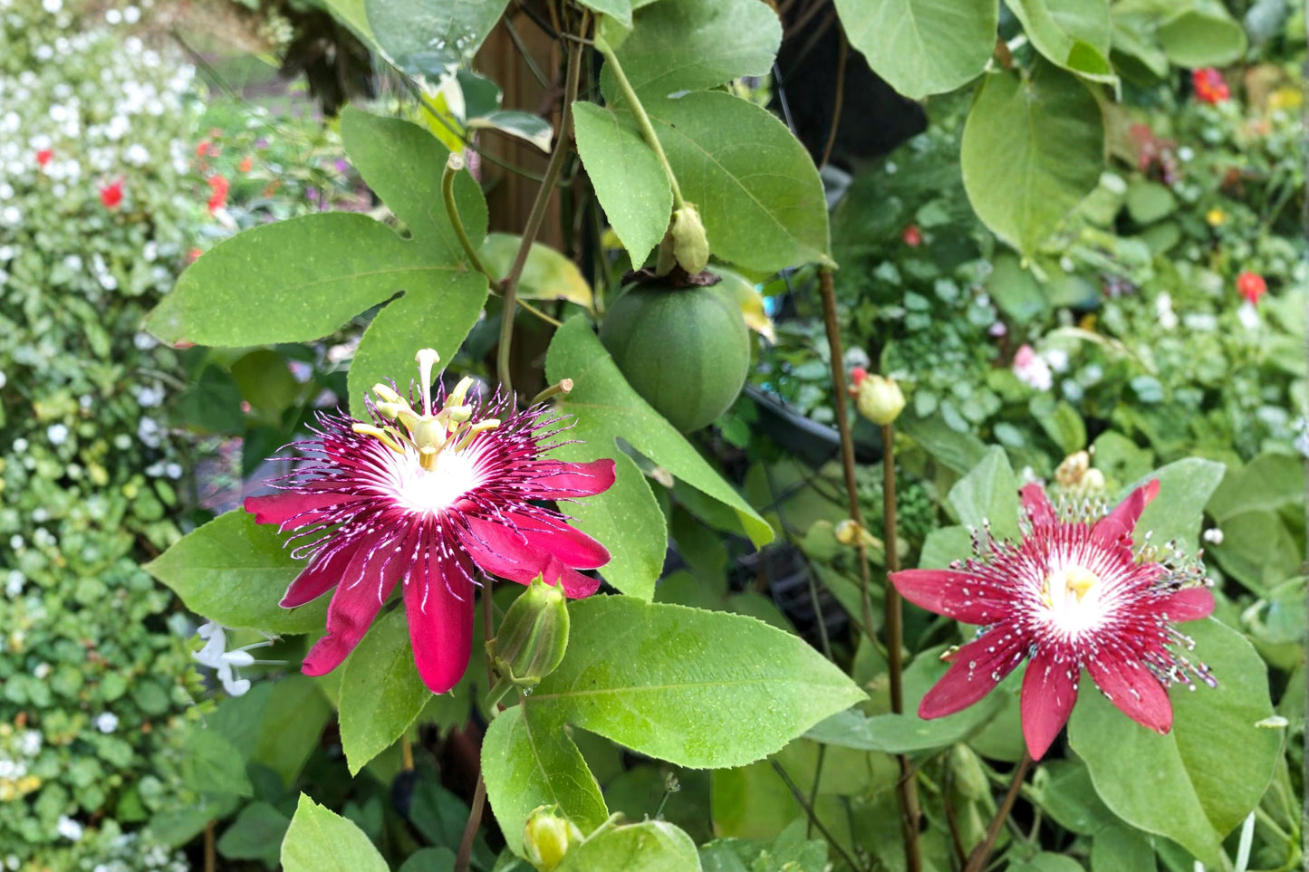 Passiflora 'Lady Margaret' Live Plant, Red Passionflower Vine, 4 Inch Pot, Exotic Flowering Vine, Pollinator Friendly