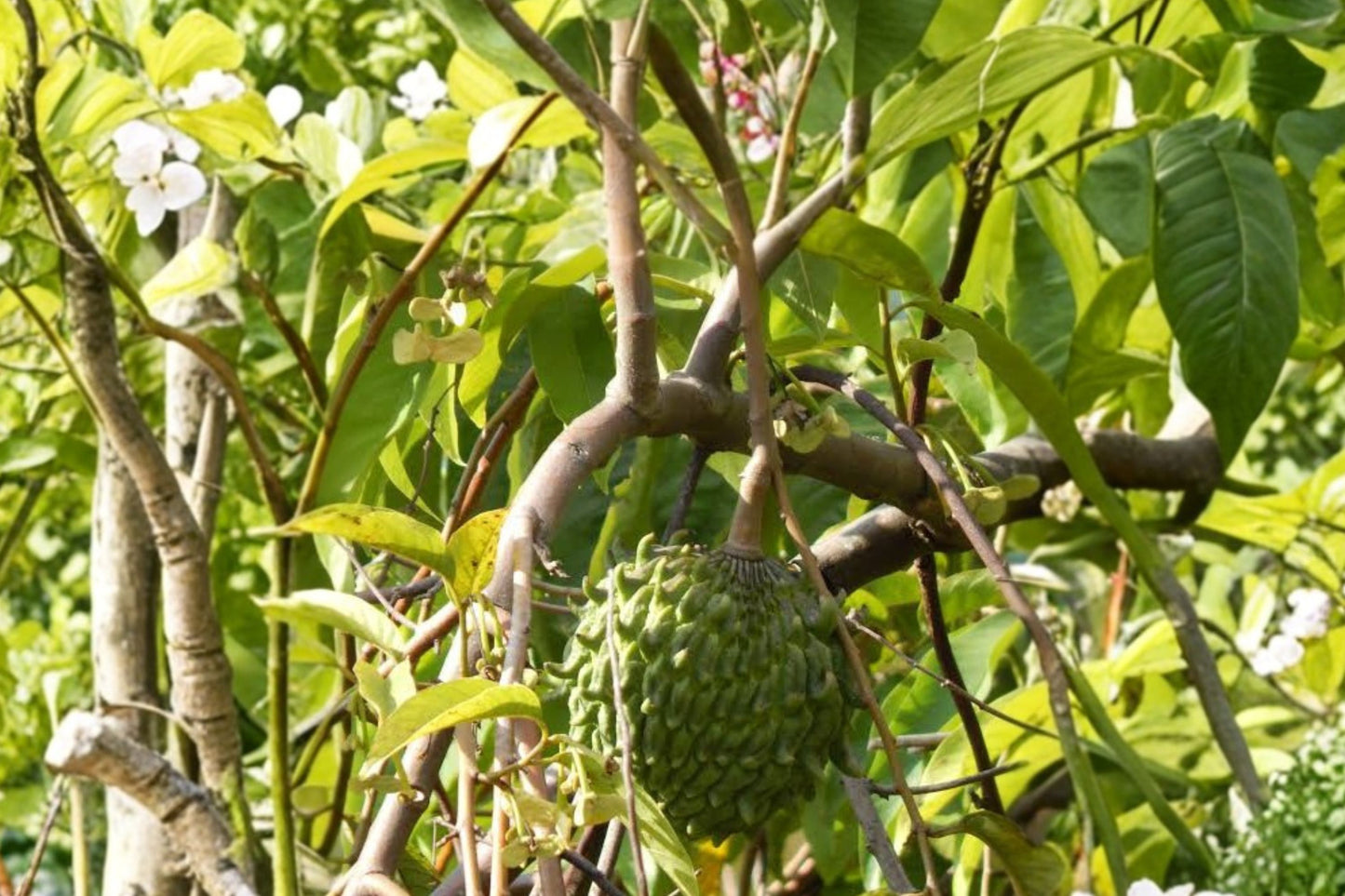 Live Rollinia Fruit Tree, Rollinia deliciosa, 4 Inch Pot, Biriba Plant, Rare Tropical Fruit Tree, Live Annona Relative