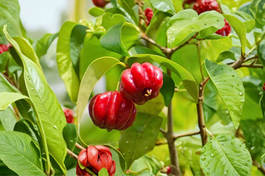 Surinam Cherry Live Plant, Eugenia uniflora, 4 Inch Pot, Pitanga Fruit Tree, Tropical Cherry, Edible Landscape Plant