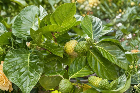 Noni Fruit Tree Live Plant, Morinda citrifolia, 4 Inch Pot, Tropical Fruit Plant, Indian Mulberry, Container Friendly Tree