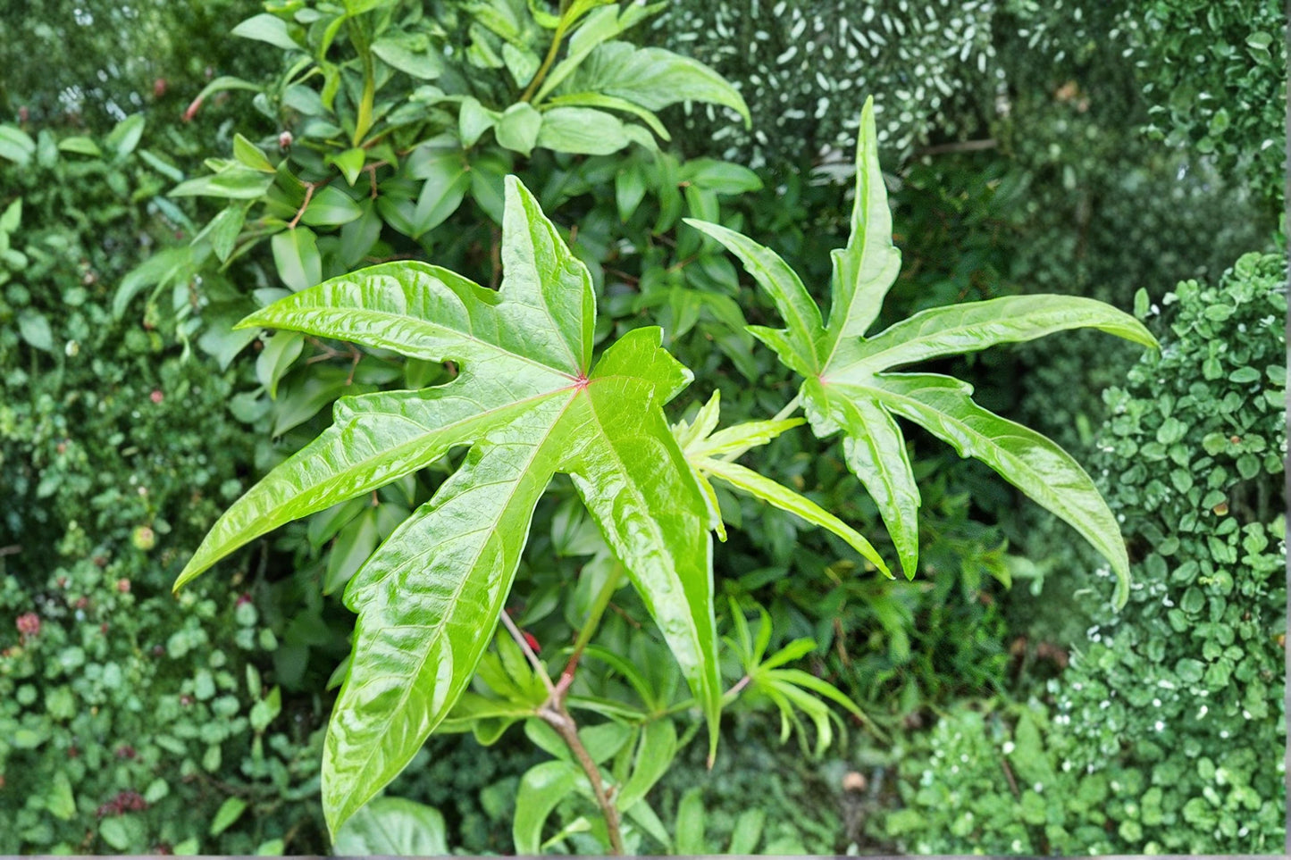 South Sea Salad Bele Live Plant, Abelmoschus manihot, 4 Inch Pot, Edible Leaf Plant, Tropical Greens, Bele Tree