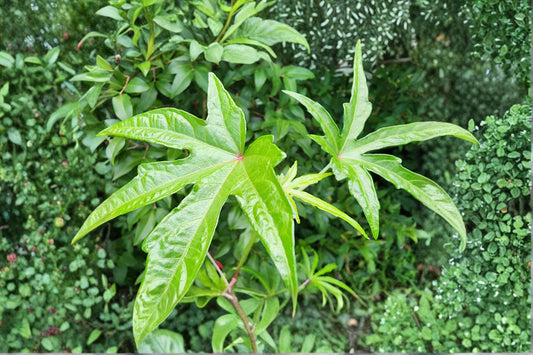 South Sea Salad Bele Live Plant, Abelmoschus manihot, 4 Inch Pot, Edible Leaf Plant, Tropical Greens, Bele Tree
