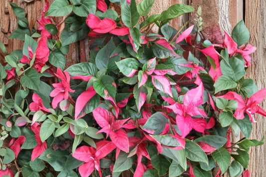 Alternanthera 'Party Time' Live Plant, 4 Inch Pot, Pink Variegated Houseplant, Colorful Ornamental Foliage Plant