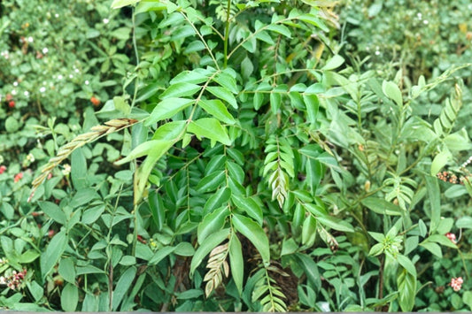 Curry Leaf Tree Live Plant, Murraya koenigii, 4 Inch Pot, Fresh Curry Leaves, Tropical Herb Tree, Cannot Ship to CA