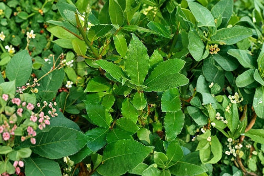 Bay Laurel Live Plant, Laurus nobilis, 4 Inch Pot, Sweet Bay Tree, Culinary Herb, Edible Bay Leaves, Evergreen Plant