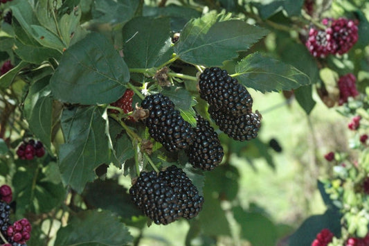 Prime-Ark® Freedom Thornless Blackberry Live Plant, Rubus 'Prime-Ark Freedom', Rooted Liner, Primocane Fruiting