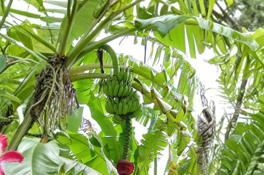 African Giant Banana Live Plant, Musa kandarian, 4.5 Inch Pot, Giant Tropical Banana Tree, Ornamental Banana Plant