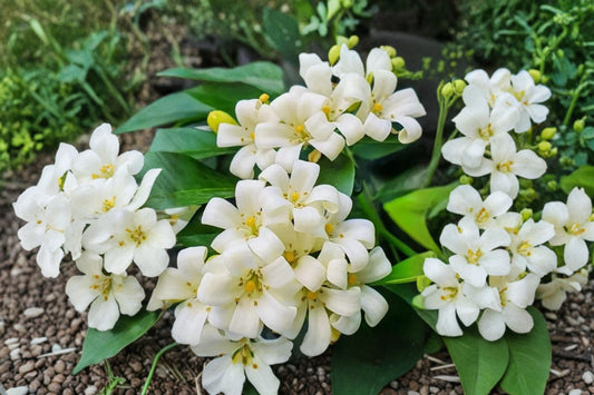 Orange Jasmine Live Plant, Murraya paniculata, 1 Gallon, Fragrant Evergreen Shrub, Citrus-Scented White Flowers, Cannot Ship to CA