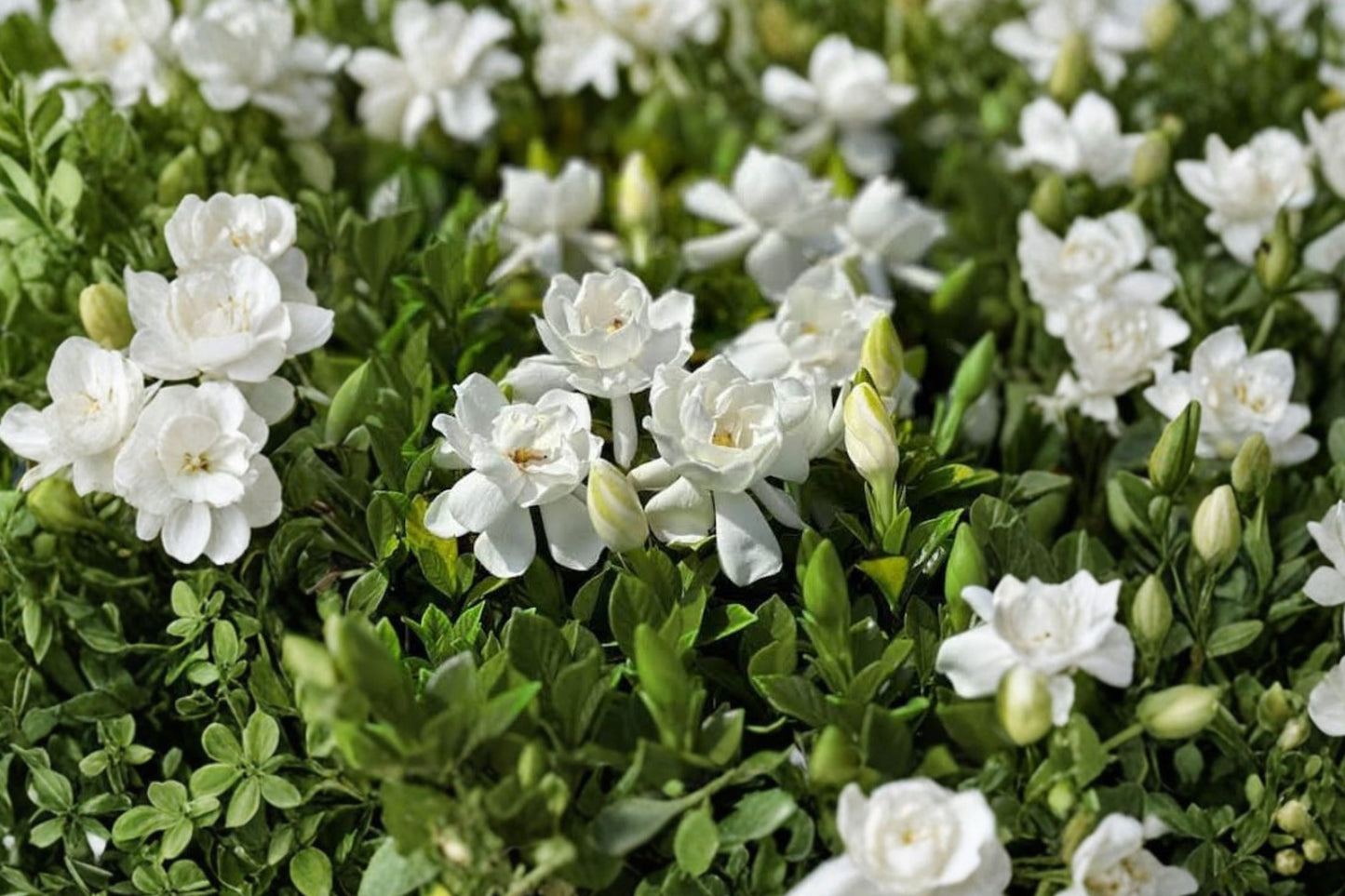 Frostproof Gardenia Live Plant, Gardenia jasminoides 'Frostproof', 1 Gallon, Fragrant Evergreen Flowering Shrub