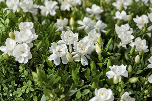 Frostproof Gardenia Live Plant, Gardenia jasminoides 'Frostproof', 1 Gallon, Fragrant Evergreen Flowering Shrub