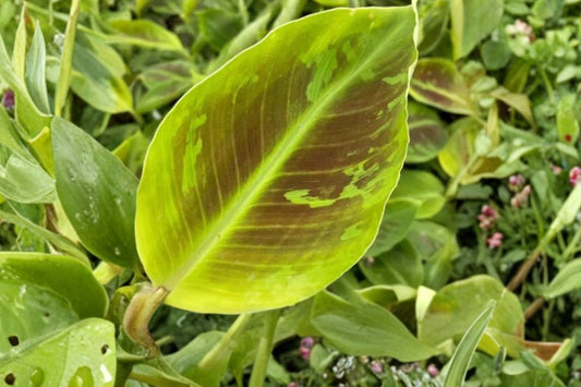 Dwarf Green Banana Live Plant, Musa 'Dwarf Green', 4.5 Inch Pot, Compact Banana Tree, Tropical Fruit Plant
