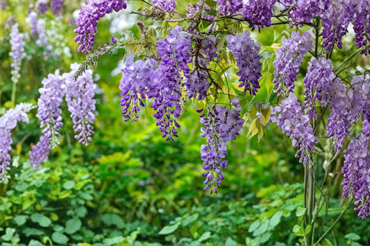 Amethyst Falls Wisteria Live Plant, Wisteria frutescens 'Amethyst Falls', Native American Wisteria Vine, 1 Gallon