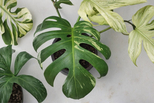 Rare Monstera Mint Variegated Live Plant, Monstera deliciosa 'Mint', Collector Aroid, Mint Variegation, 4 Inch Pot